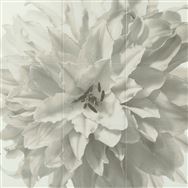 �yBF���z�G�R�J���b�g�Z���tFLOWER #14_9090S ���\��̔��y�����@:�X�܎��̂݁z