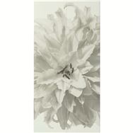 �yBF���z�G�R�J���b�g�Z���tFLOWER #14_1260S ���\��̔��y�����@:�X�܎��̂݁z