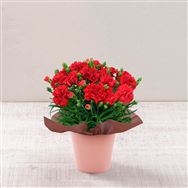 �y���������z�J�[�l�[�V�����u���b�h�v�y��̓��t�����[�M�t�g�z