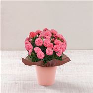 �y���������z�J�[�l�[�V�����u������[�ȁv�y��̓��t�����[�M�t�g�z