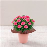 �y���������z�J�[�l�[�V�����E�u�R�`���Y�����̃[���[�v�Z�b�g�y��̓��t�����[�M�t�g�z