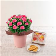 �y���������z�J�[�l�[�V�����E�u���[�t�p�C�v�Z�b�g�y��̓��t�����[�M�t�g�z