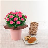 �y���������z�J�[�l�[�V�����E�������u�I����݂����v�Z�b�g�y��̓��t�����[�M�t�g�z