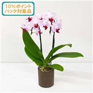 ���y����������10���|�C���g�o�b�N�Ώەi�z�~�f�B�Ӓ������g���W�F���Q�{�����@�s�b�N�t���y��̓��t�����[�M�t�g�z