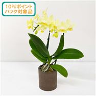 ���y����������10���|�C���g�o�b�N�Ώەi�z�~�f�B�Ӓ����C�G���[�n�Q�{�����@�s�b�N�t���y��̓��t�����[�M�t�g�z