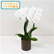 ���y����������10���|�C���g�o�b�N�Ώەi�z�~�f�B�Ӓ������r�b�O���b�v�n�Q�{�����@�s�b�N�t���y��̓��t�����[�M�t�g�z