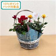 ���y����������10���|�C���g�o�b�N�Ώەi�z�~�j�o���@�O���[�o�X�P�b�g��R�F�񂹁y��̓��t�����[�M�t�g�z