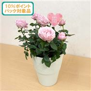 ���y����������10���|�C���g�o�b�N�Ώەi�z�~�j�o���T�����@�v�����Z�X�C���t�B�j�e�B����y��̓��t�����[�M�t�g�z