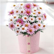 �y���������z�}�[�K���b�g�i������ׁ[��j�y��̓��t�����[�M�t�g�z