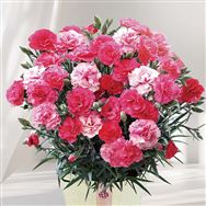 �y���������z�J�[�l�[�V�����i��������Ȃ��j�y��̓��t�����[�M�t�g�z