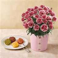 �y���������z�J�[�l�[�V�����i�������z�C�b�v�j�ƃG�^�j�e�B�[���[�Y�y��̓��t�����[�M�t�g�z