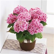 �y���������z�A�W�T�C�i�t�@�[�X�g���f�B�j�y��̓��t�����[�M�t�g�z