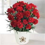 �y���������z�J�[�l�[�V�����i���ӂ̋C�����j�S���y��̓��t�����[�M�t�g�z